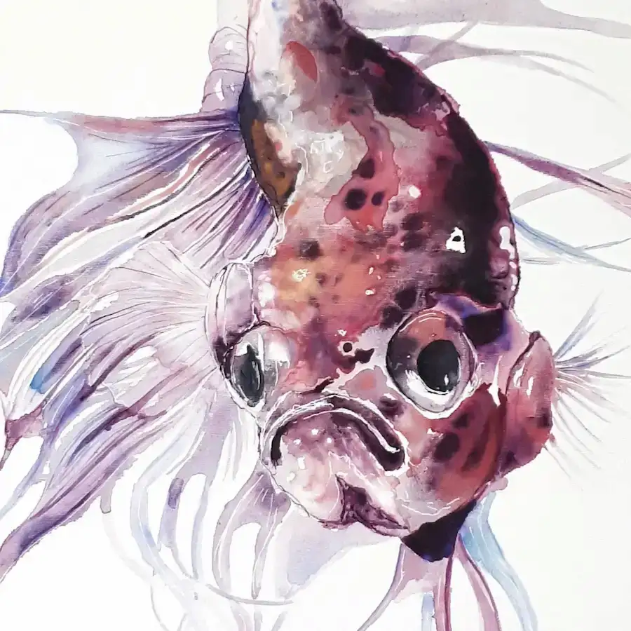 Betta III